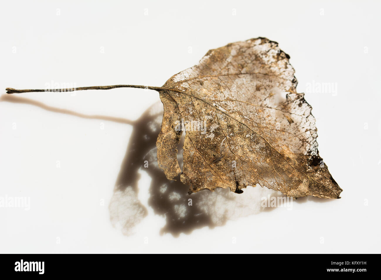 Trockene Blätter teilweise zerlegt im Winter - goldene Skelett mit seinen Schatten auf weißem Hintergrund Stockfoto