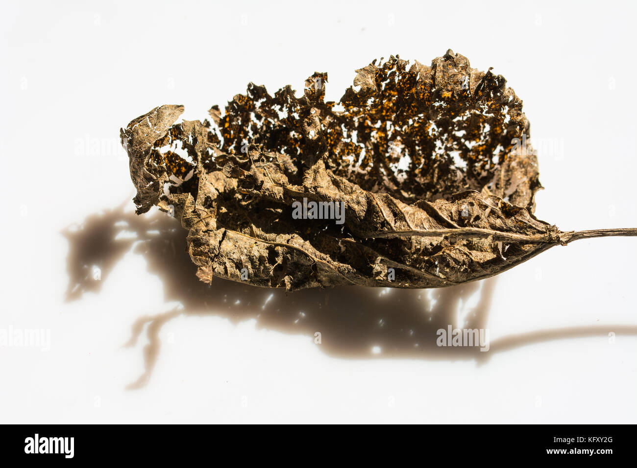 Reste von trockenen, gewelltes Blatt mit tierischen Form Schatten - auf weißem Hintergrund Stockfoto