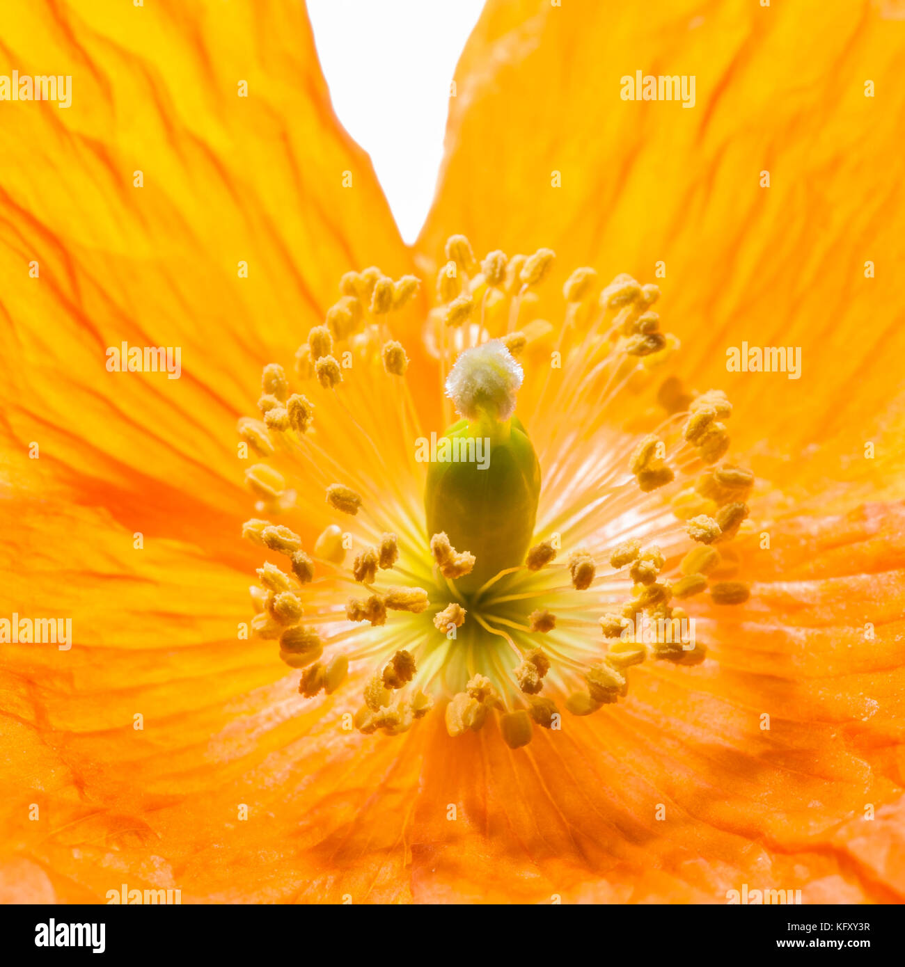 Eine Nahaufnahme des Zentrums einer orange Waliser Poppy. Stockfoto