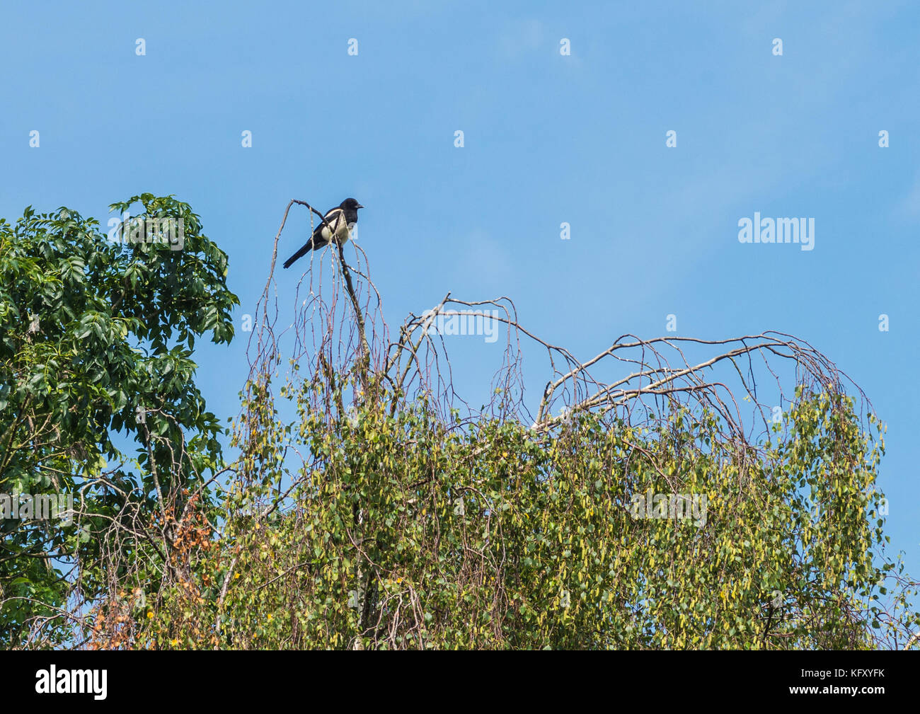 Ein Schuss von einem Jugendlichen magpie in einem Baum gehockt. Stockfoto