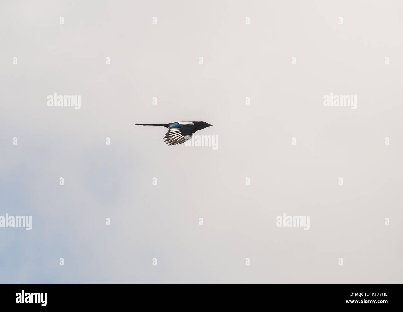 Ein Schuss eines Magpie durch einen grauen Himmel fliegen. Stockfoto