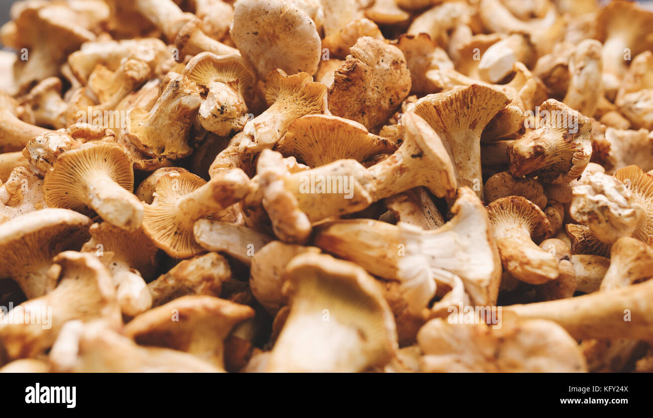 In der Nähe Bild von waldpilz Steinpilze Stockfoto