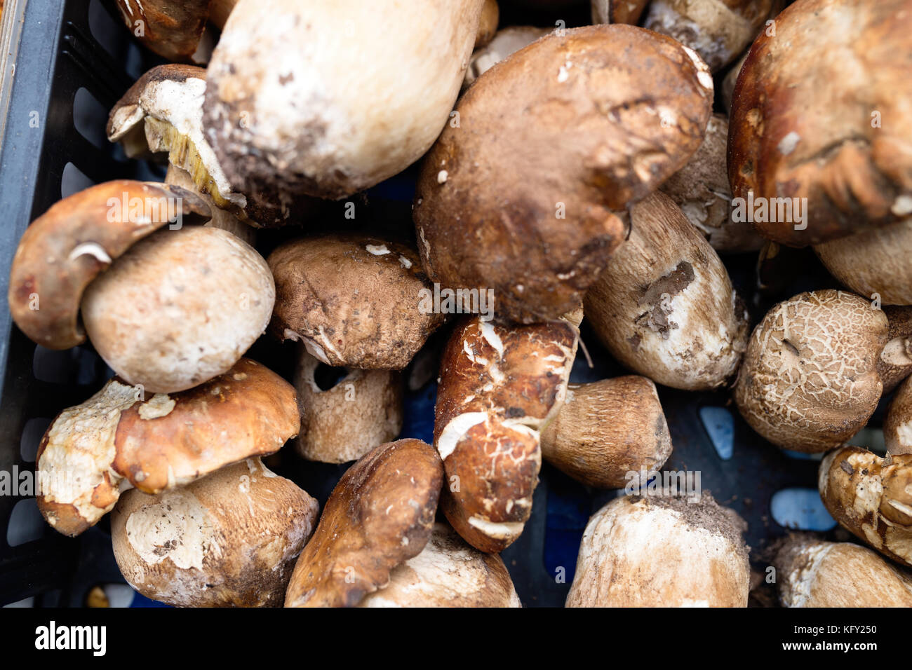 In der Nähe Bild von waldpilz Steinpilze Stockfoto