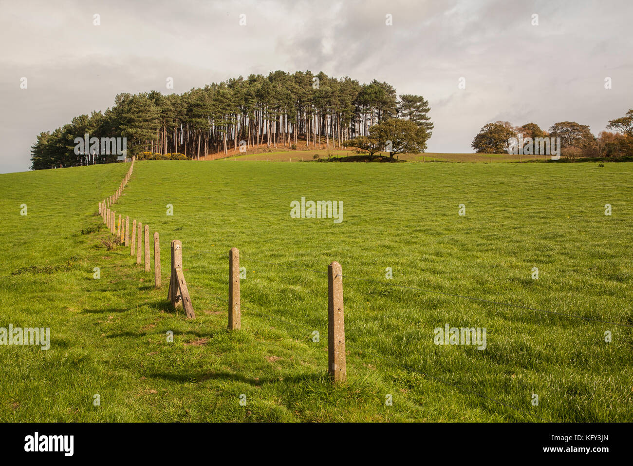 Zaun bis zu einem Gestrüpp von Nadelbäumen auf der Stirn von einem Hügel in der Landschaft von Cheshire bei Bickerton Hügel Stockfoto