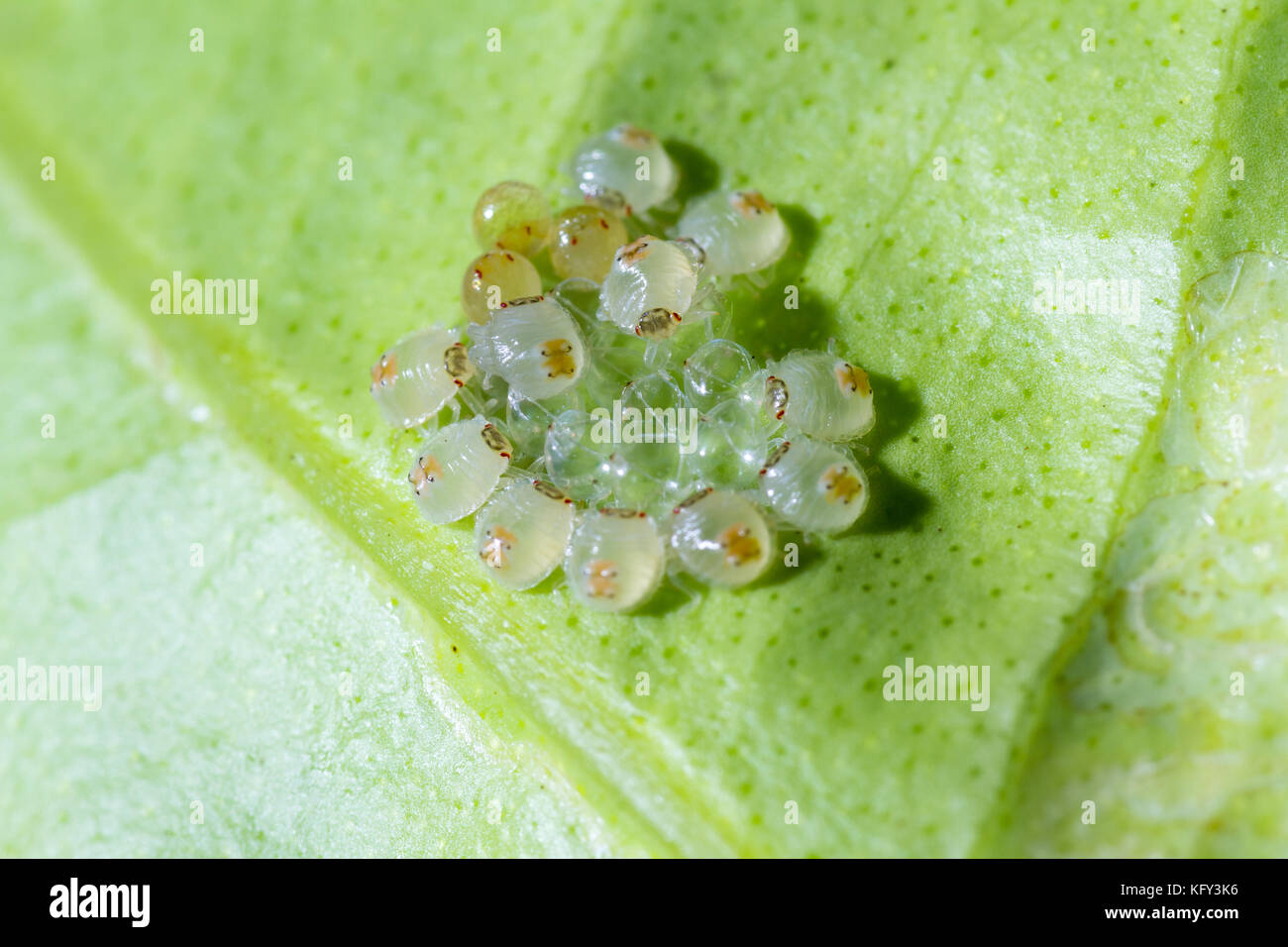 Makroaufnahme eines kleinen Gruppierung der vor kurzem geschlüpfte Spinnmilben auf der Unterseite von einem grünen Blatt Stockfoto