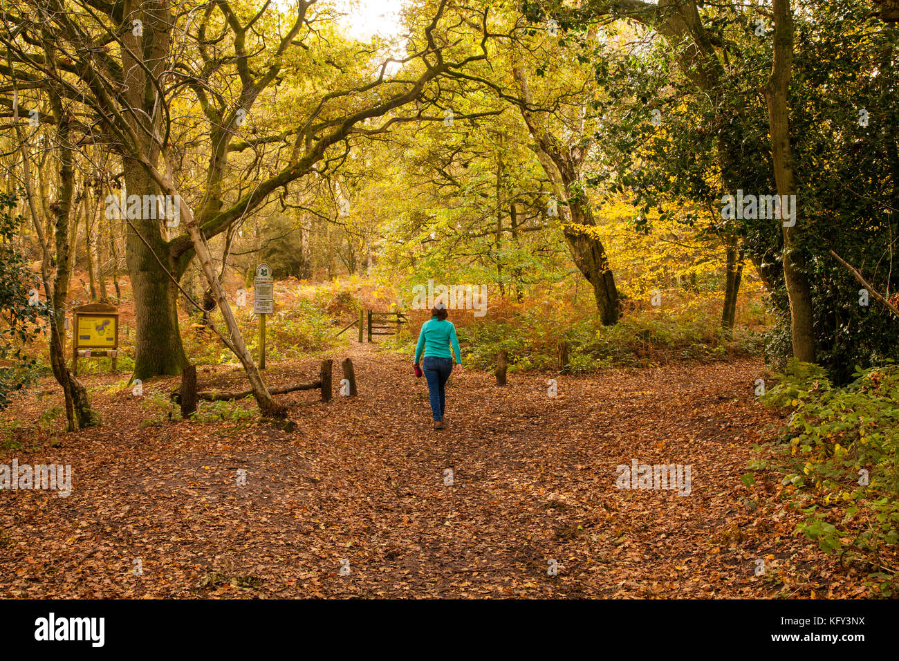 Frau, die im Herbst auf dem National Trusts Bickerton Hills Trail in der Landschaft von Ceshire durch Wälder spazierengeht Stockfoto