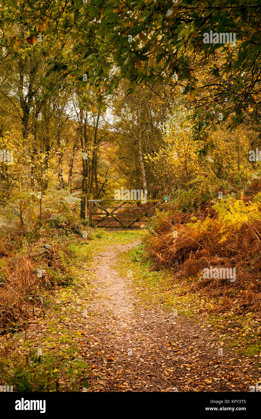 Herbst Szene auf der nationalen Vertrauensstellungen Bickerton Hills Trail in Cheshire Stockfoto