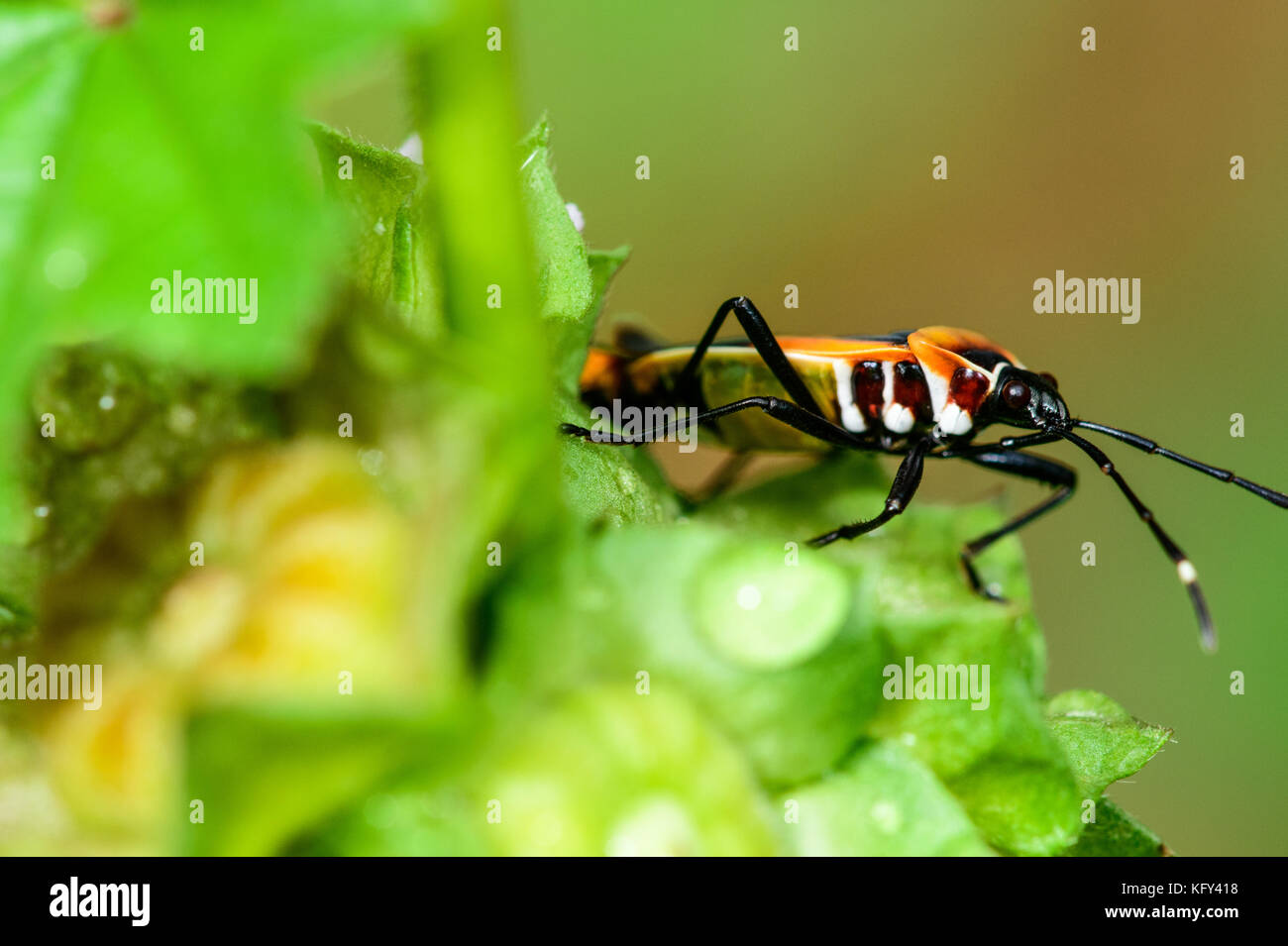 Bunte beetlesin der ggarden Stockfoto