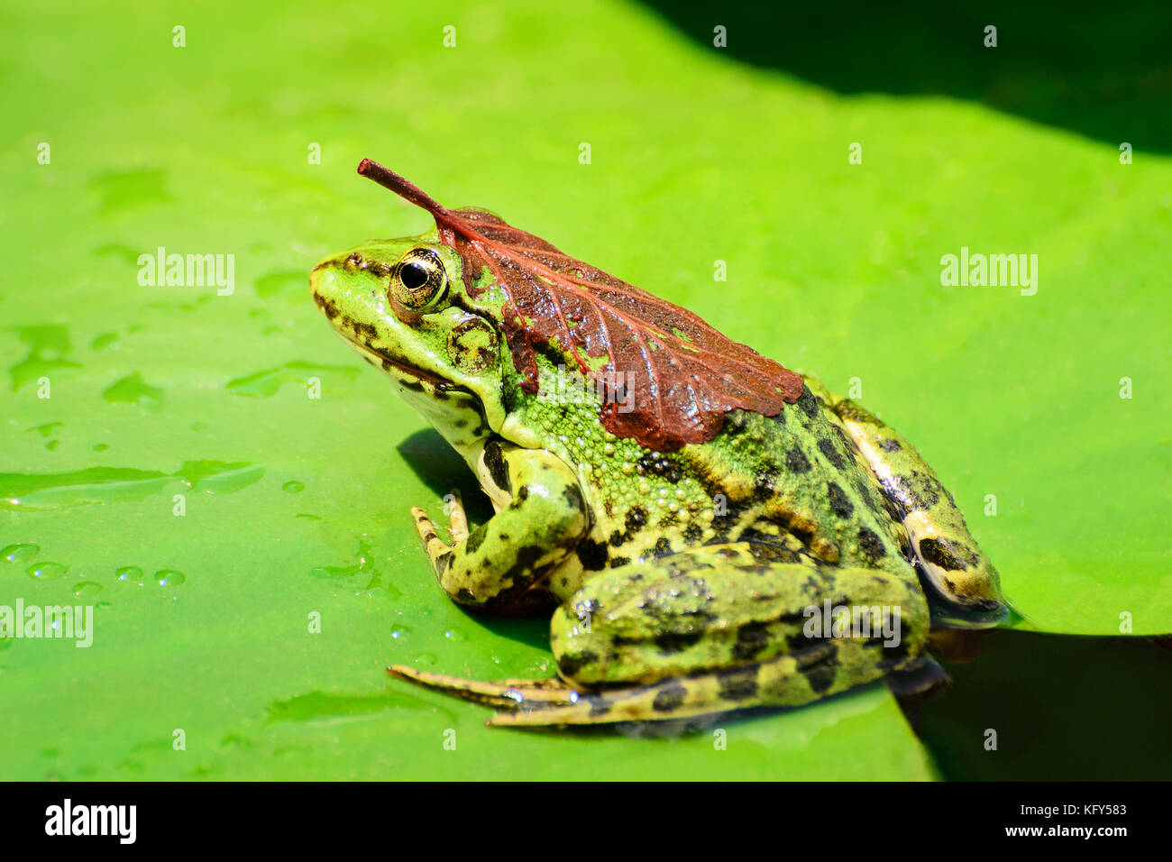 Ein Frosch mit einem Blatt auf dem Rücken sitzt auf einem Blatt einer Seerose auf einem See mitten im Wald an einem warmen, sonnigen Sommertag, Stockfoto