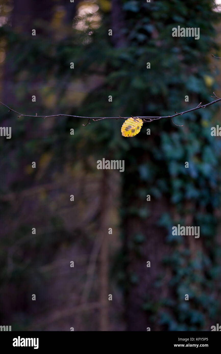 Erle Blatt auf einem dunklen Herbst Hintergrund in den Wäldern Stockfoto