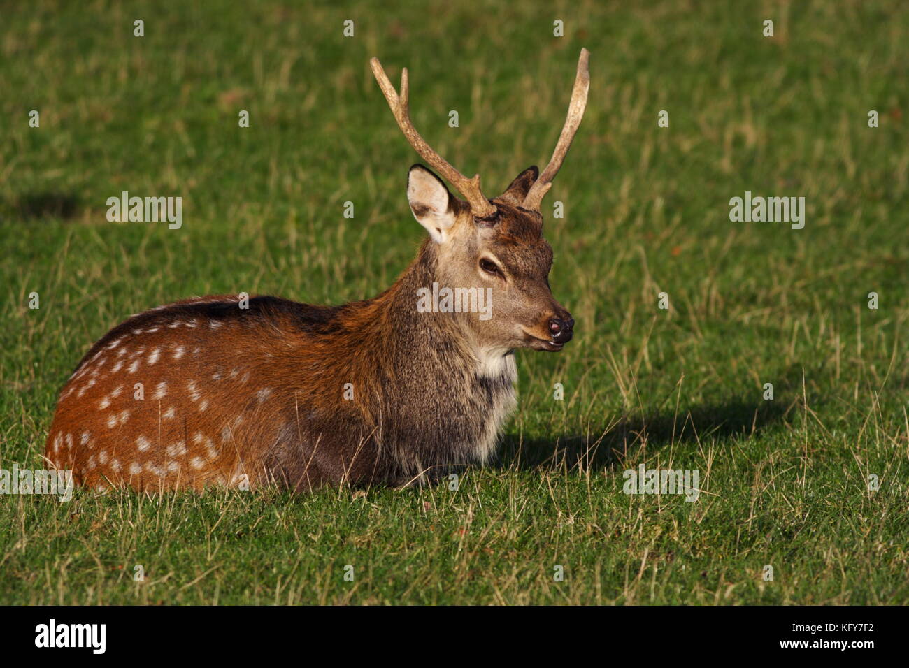 Sika Deer Stag Stockfoto