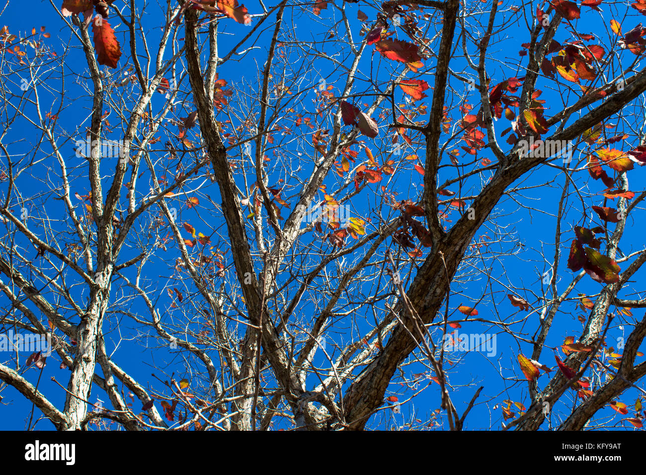 Blätter fallen vom Baum im Herbst Stockfoto