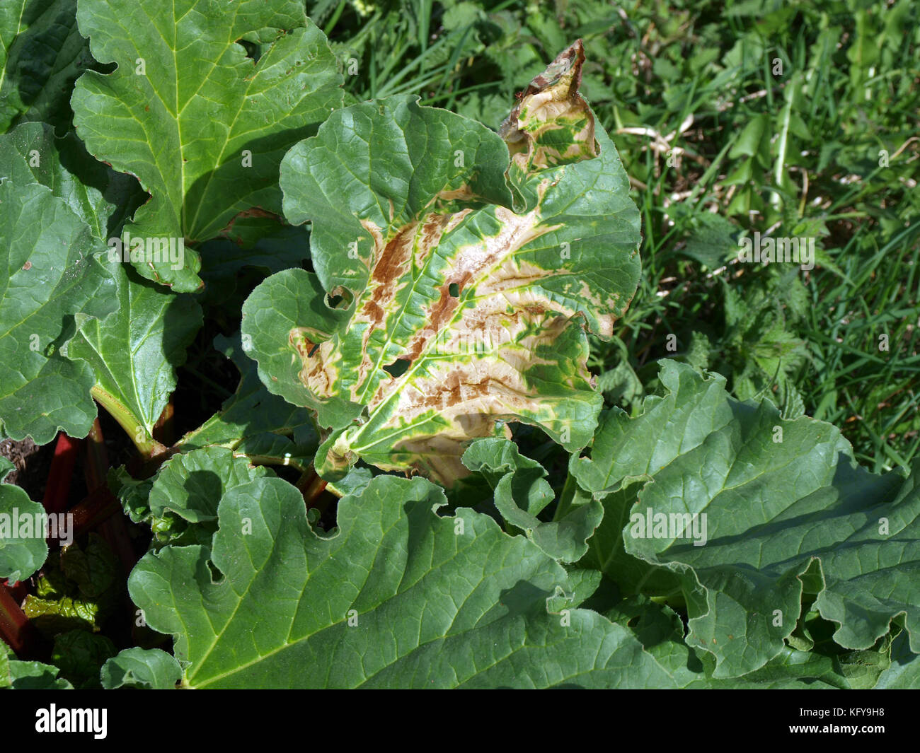 Gefleckte Rhabarber Blätter mit irgendeiner Krankheit beschädigt Stockfoto
