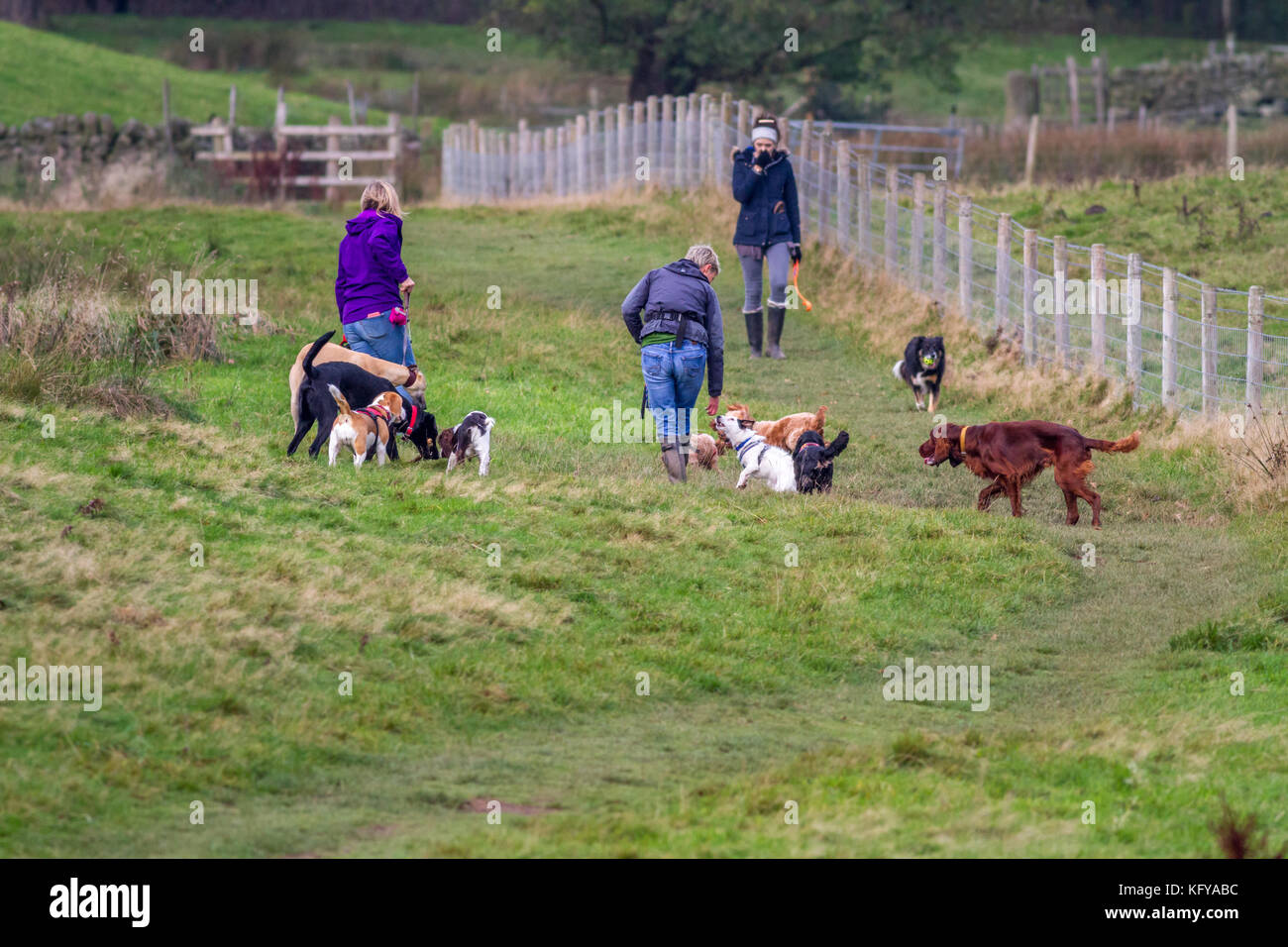 Hund Wanderer mit einer großen Meute Hunde in einem Feld mit einer anderen Frau und collie nähert, Großbritannien Stockfoto