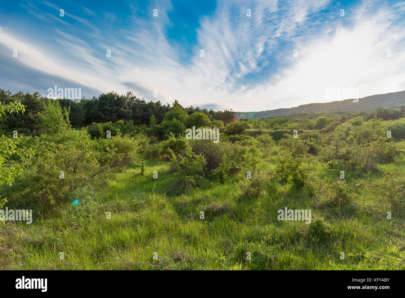 Landschaft, sonnigen blauen Himmel Dawn in einem Feld Stockfoto