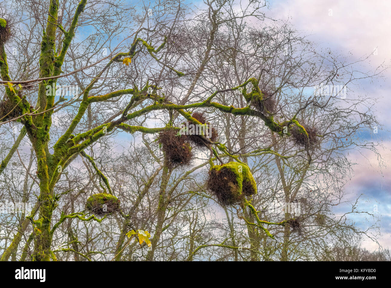 Castle Semple, lochwinnoch, Schottland - Oktober 28, 2017: Nature Trail im Castle semple, die im Herbst hat einige seltsame natürliche Sehenswürdigkeiten mit Vögel Nester h Stockfoto