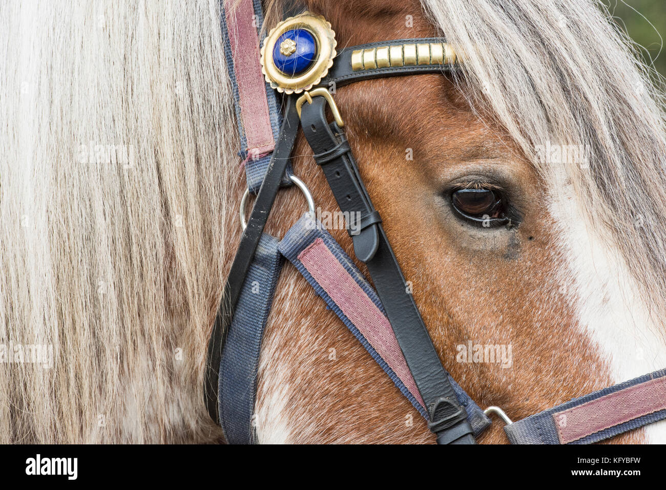 Clydesdale schwere Pferd bei Weald und Downland Open Air Museum, Herbst Landschaft zeigen, Sussex, England Stockfoto