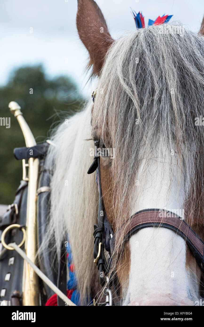 Clydesdale schwere Pferd bei Weald und Downland Open Air Museum, Herbst Landschaft zeigen, Sussex, England Stockfoto