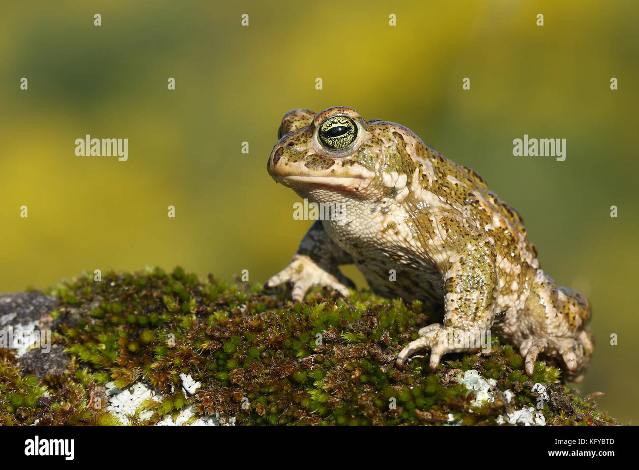 (Epidalea calamita natterjack Toad Stockfotografie - Alamy