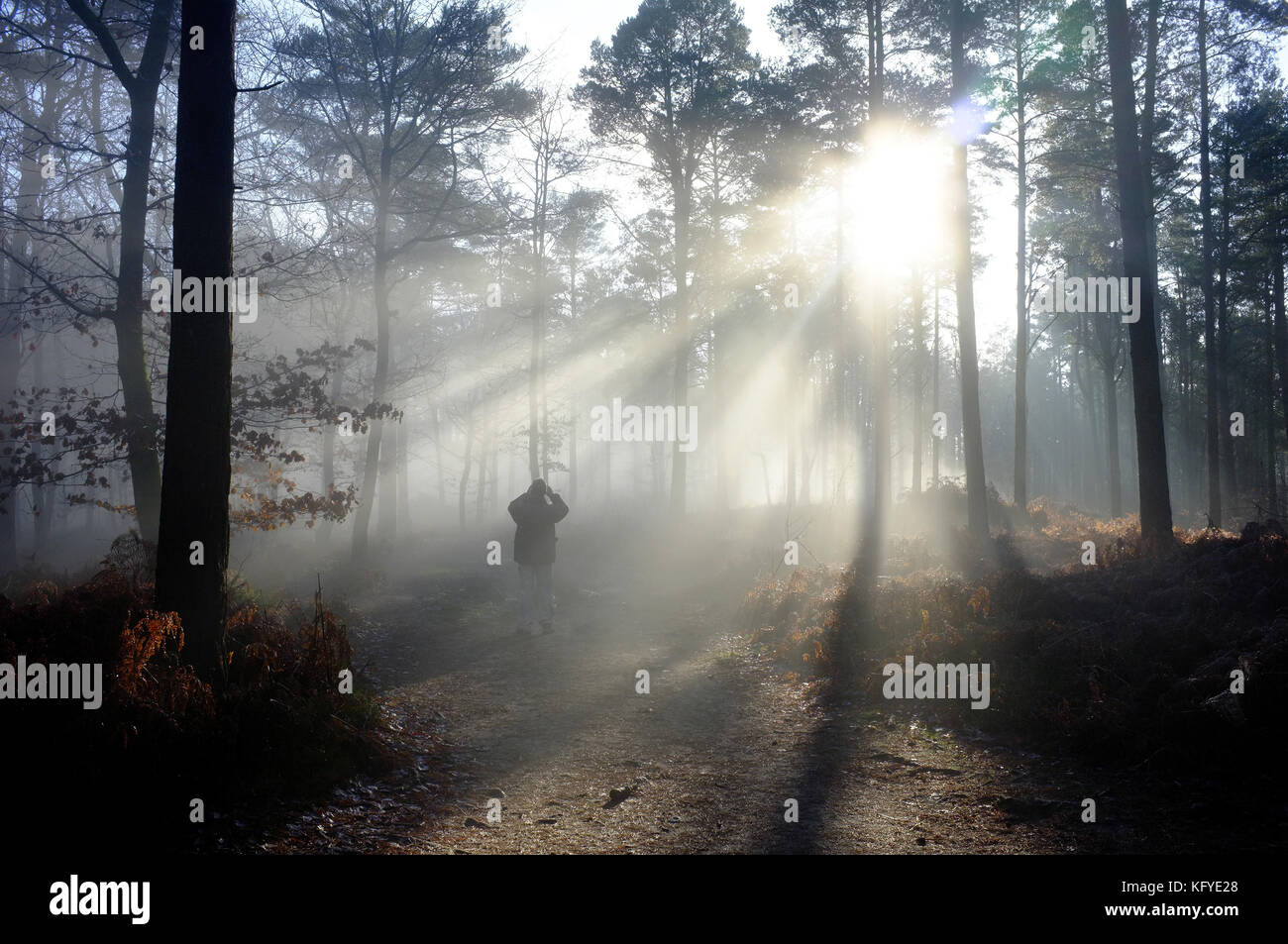 Die Strahlen der Morgensonne, die durch einen nebligen Wald in Surrey. Stockfoto