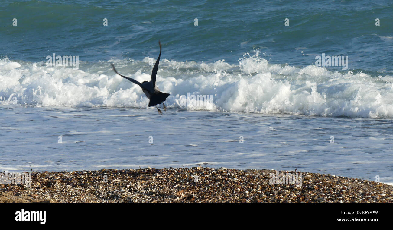 CROW Corvus Cornix mit Kapuze an einem Strand im Süden der Türkei. Foto: Tony Gale Stockfoto