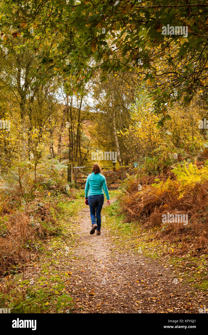 Frau Wandern im Herbst auf der nationalen Vertrauensstellungen Bickerton Hills Trail in Cheshire Stockfoto