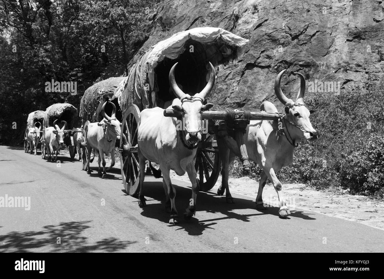 Konvoi der traditionellen indischen Ochsenkarren auf der Autobahn in ländlichen Tamil Nadu, Indien Stockfoto