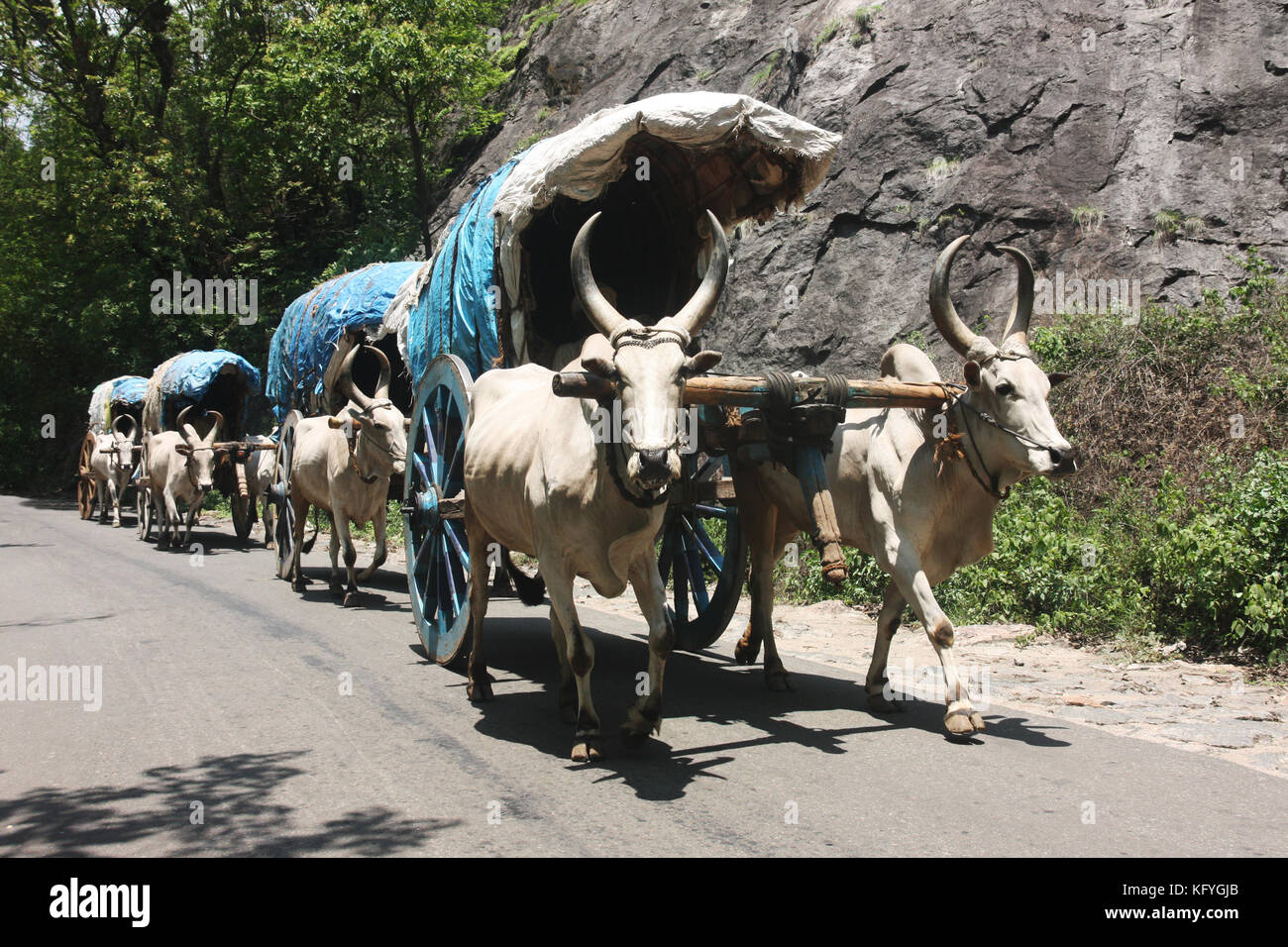 Konvoi der traditionellen indischen Ochsenkarren auf der Autobahn in ländlichen Tamil Nadu, Indien Stockfoto