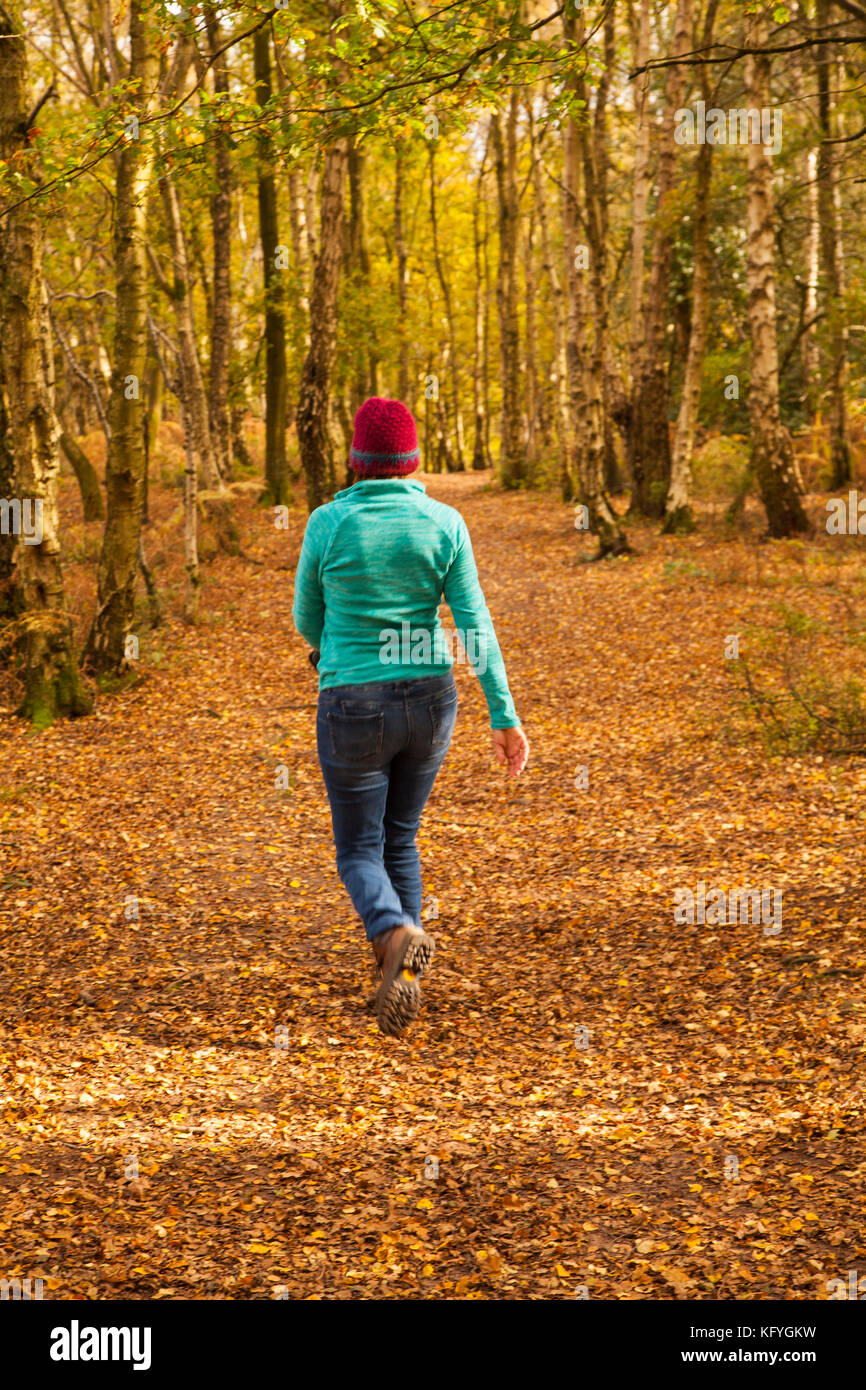 Frau Wandern im Herbst entlang der Bickerton Hügel Abschnitt aus Sandstein Trail, der zwischen Whitchurch in Shropshire und Frodsham in Cheshire Stockfoto