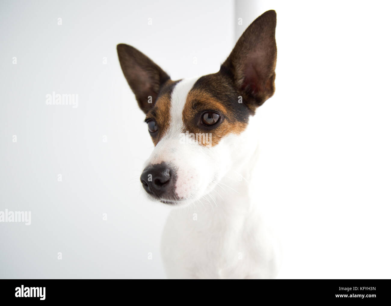 Portrait von Jack Russell Terrier Hund mit weißem Hintergrund Stockfoto