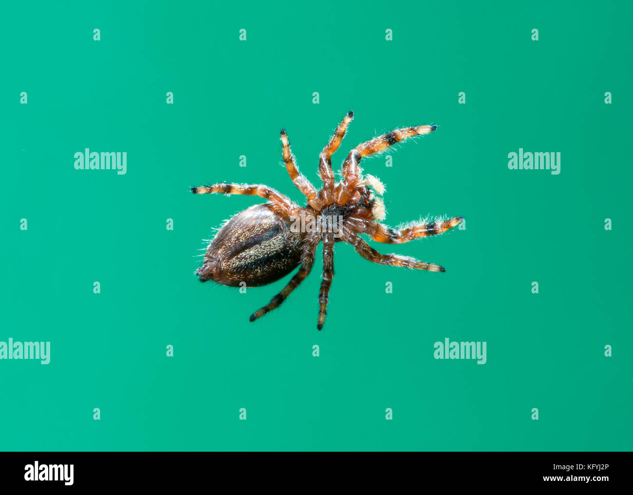 Kansas City, Kansas. Ansicht von unten auf das brillante Jumper Spider; phidippus clarus. Stockfoto