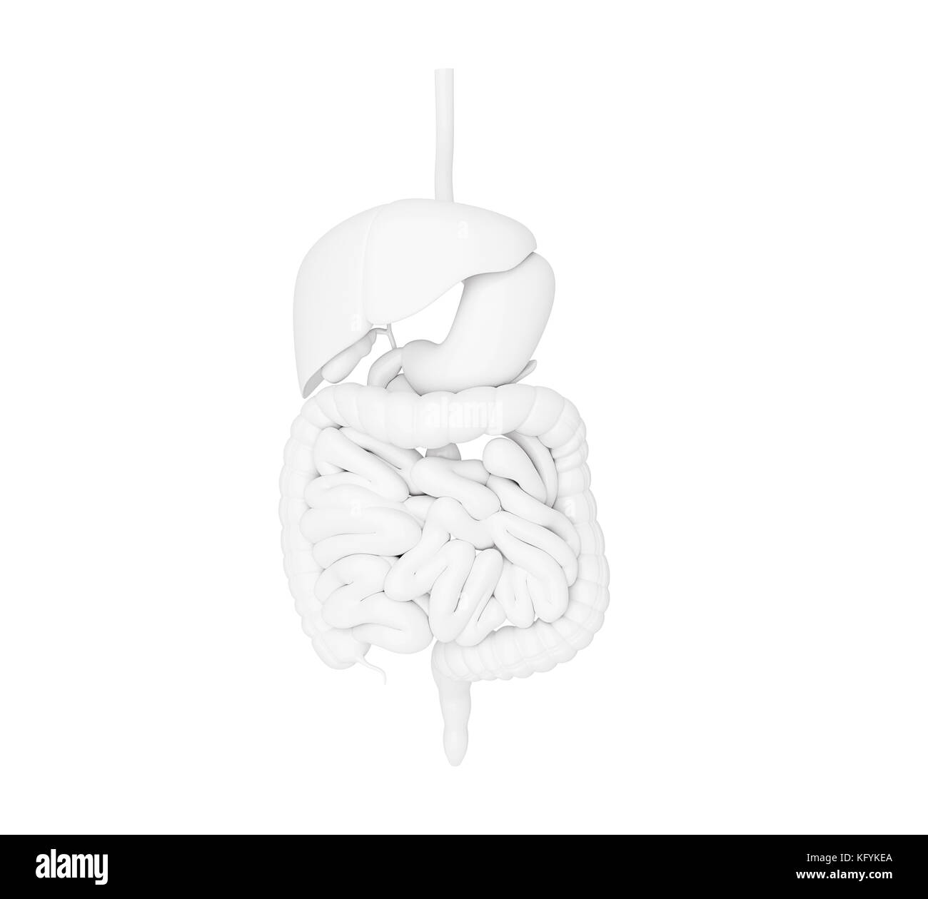 3d-Abbildung. Verdauungssystem, Anatomie detail Stockfoto