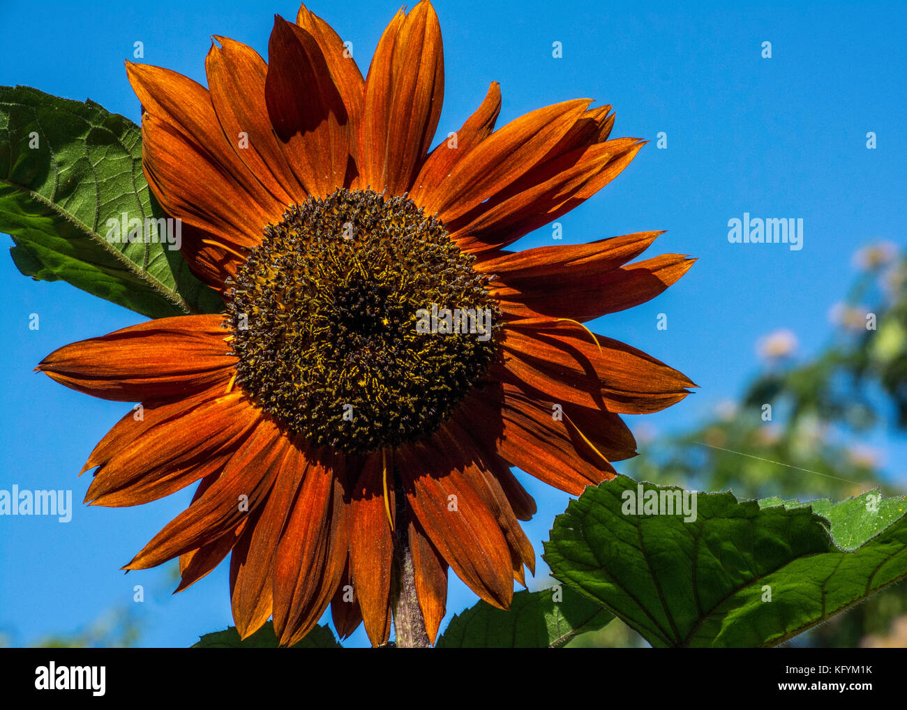 Sonnenblume gegen den blauen Himmel im Sommer in Seattle, Washington Stockfoto