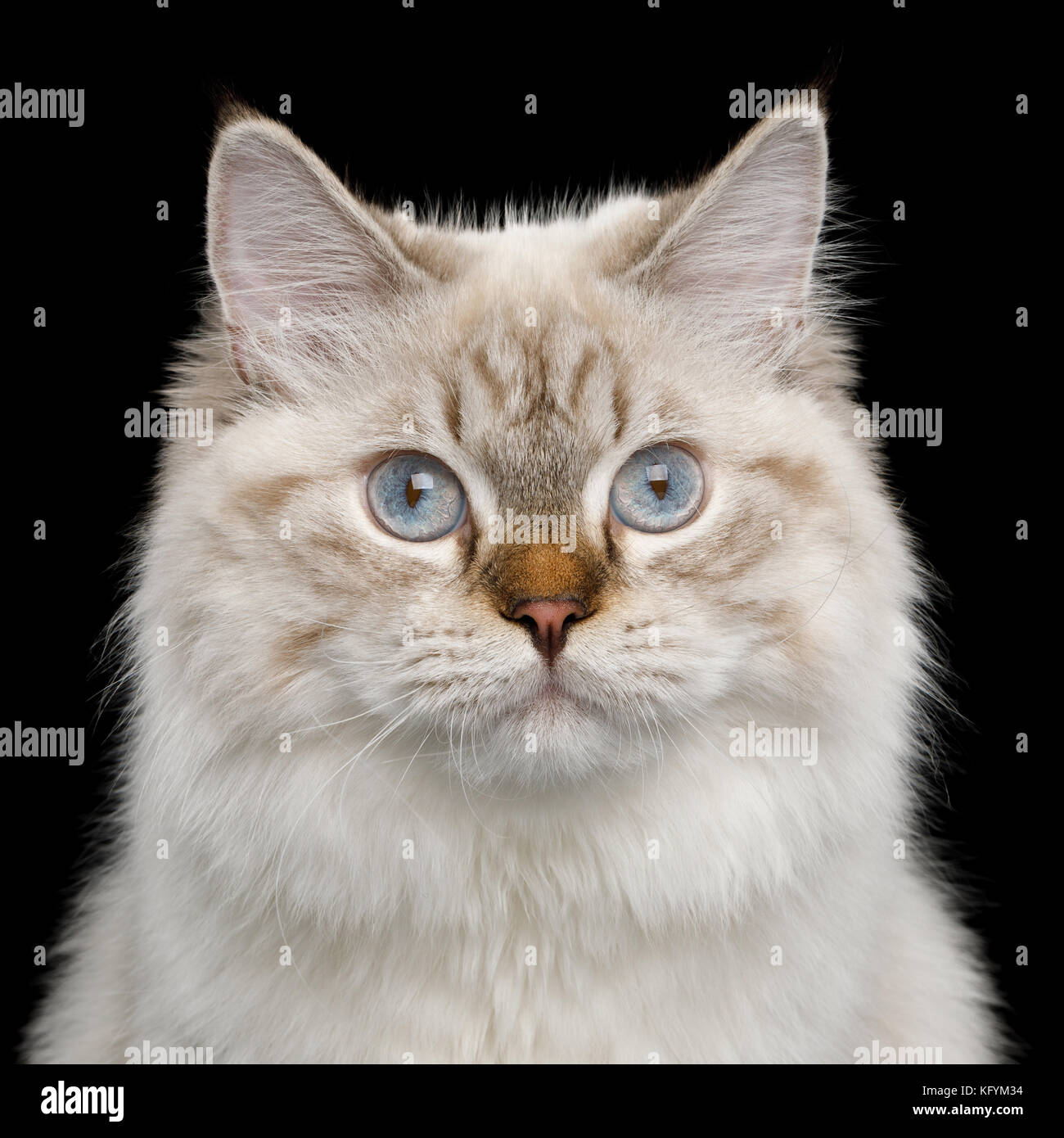 Neva Masquerade auf Schwarz Stockfoto