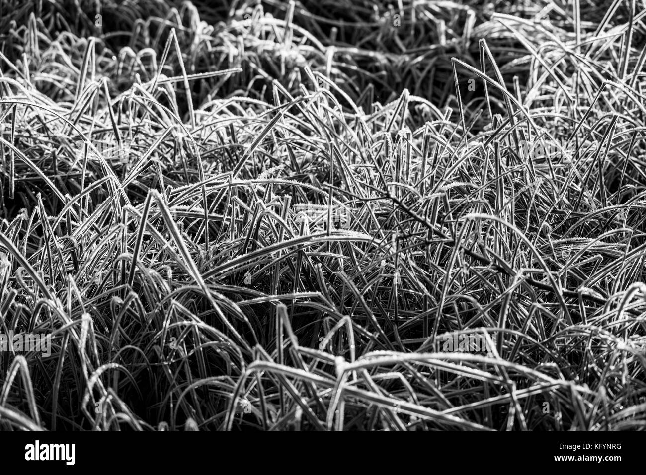 Frosttracerie. Eine Untersuchung des Frosts an Blättern, Zweigen und Grasstämmen. Der Winter verstärkt die Schönheit der Natur, da der Wasserdampf kondensiert und gefriert. Stockfoto