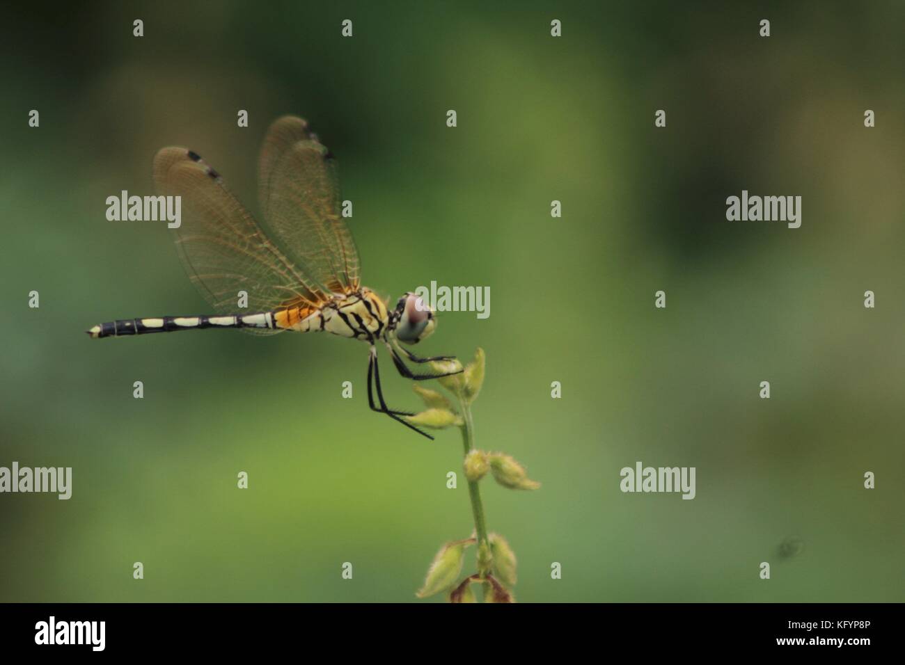 Libelle auf einem Blatt in den Wäldern Stockfoto