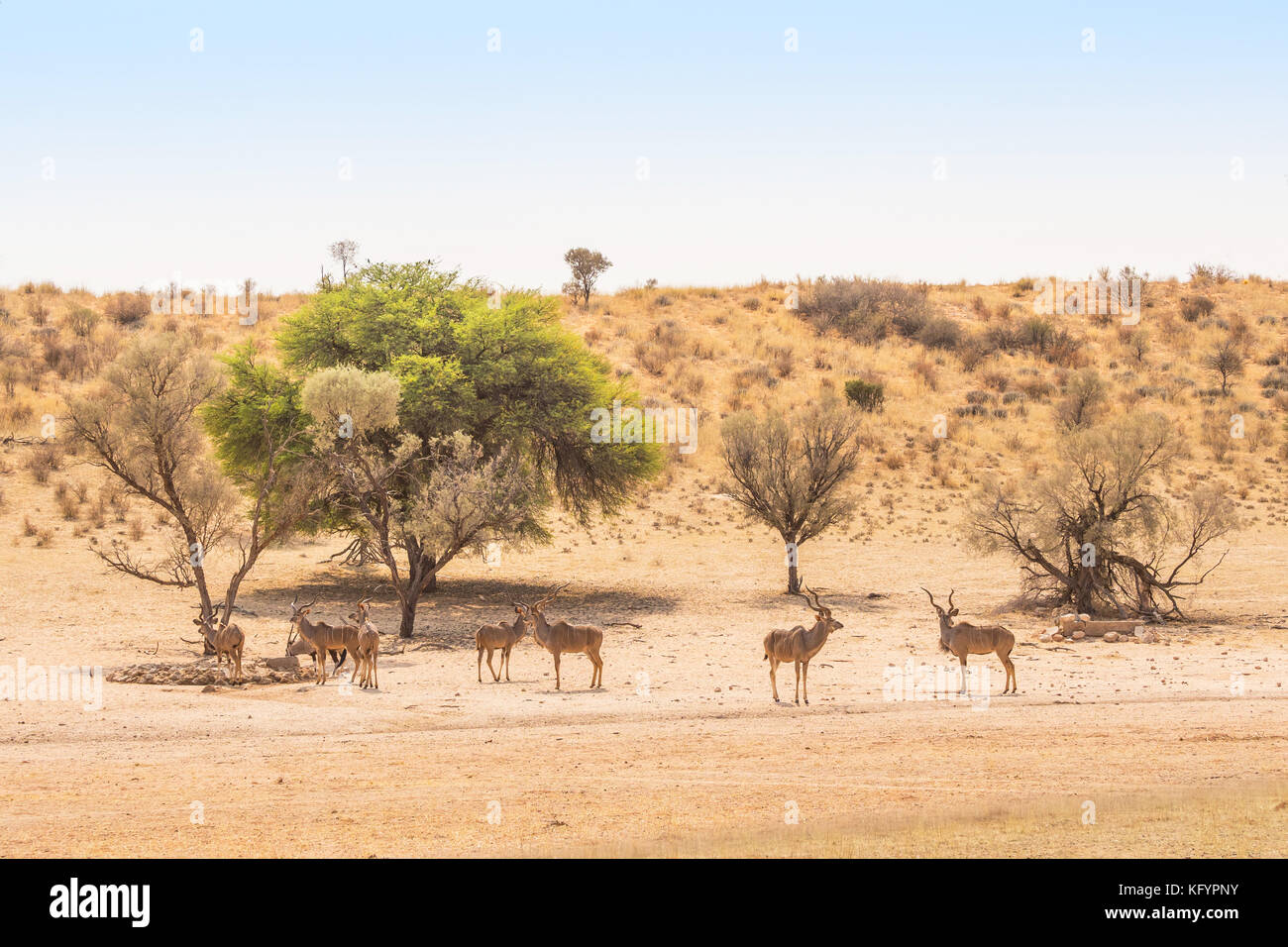 Ein bachelor Herde kudus und ein gemsbok an einem Wasserloch in der Kgalagadi Transfrontier Park, in der Kalahari Wüste, die straddles Südafrika Stockfoto
