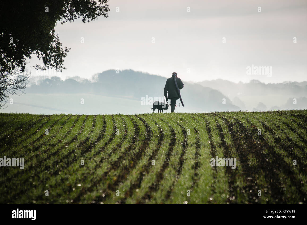 Gentelman Fuß zu seinem Peg mit gundog über Feld an einem Fasan schießen, Hampshire, England. Stockfoto