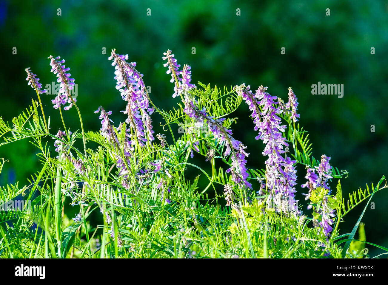 Blühende vicia tenuifolia im grünen Gras Stockfoto