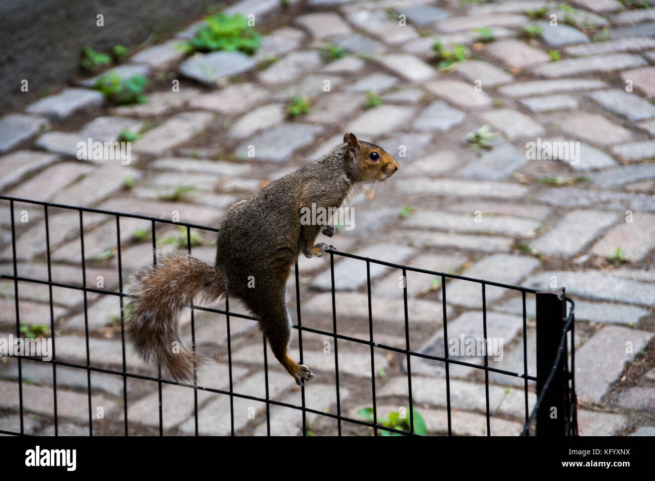 Wunderschönes Eichhörnchen, das im Central Park liebenswert ist Stockfoto