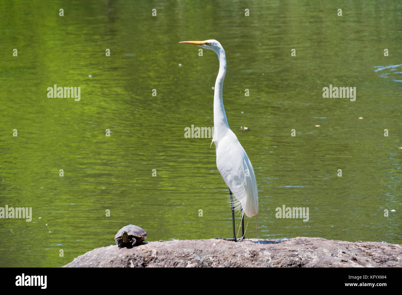 Weißer Kran und eine Schildkröte, die auf einem Felsen in einem See im Central Park steht Stockfoto