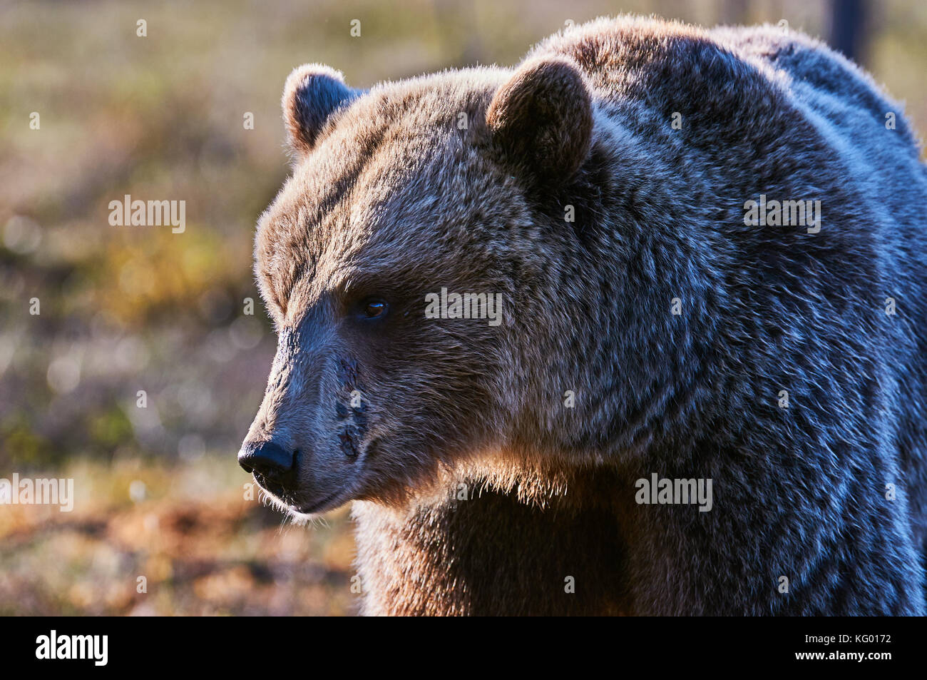 Porträt eines großen braunen Bär im Gegenlicht Stockfoto