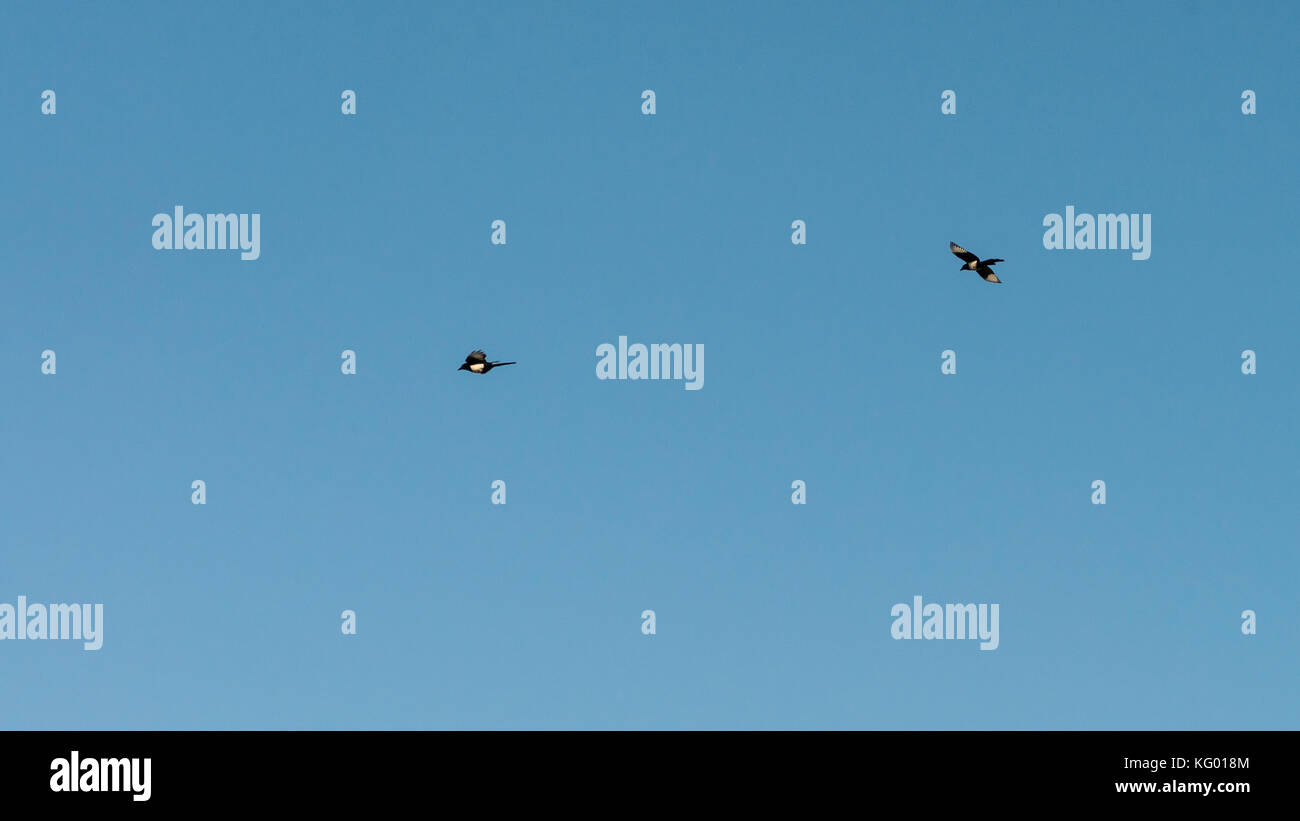 Ein Schuß von zwei elstern in der Entfernung, durch einen blauen Himmel fliegen. Stockfoto