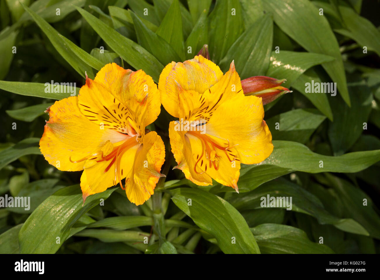 Goldene gelbe Blüten von Alstroemeria 'Ariane', Princess/peruanischen Lily, auf dem Hintergrund der glänzend grüne Blätter Stockfoto Goldene gelbe Blüten von Alstroemeria 'Ariane', Princess/peruanischen Lily, auf dem Hintergrund der glänzend grüne Blätter Stockfoto