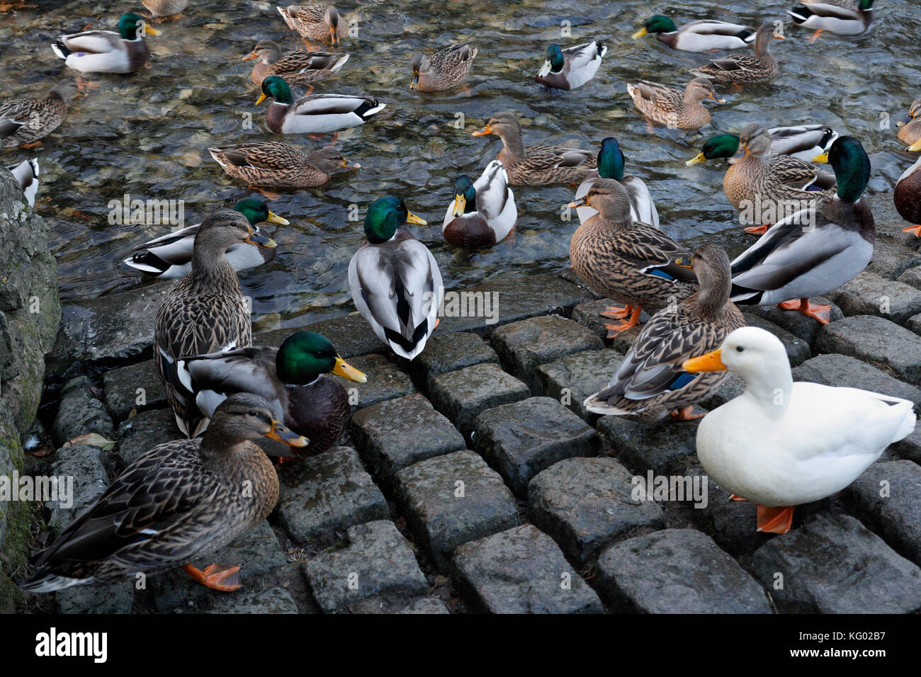 Enten Wildvögel paddeln auf Peakshole Water Castleton Derbyshire England, Vögel am Flussufer Natur Mallard Ducks Wildtiere Stockfoto