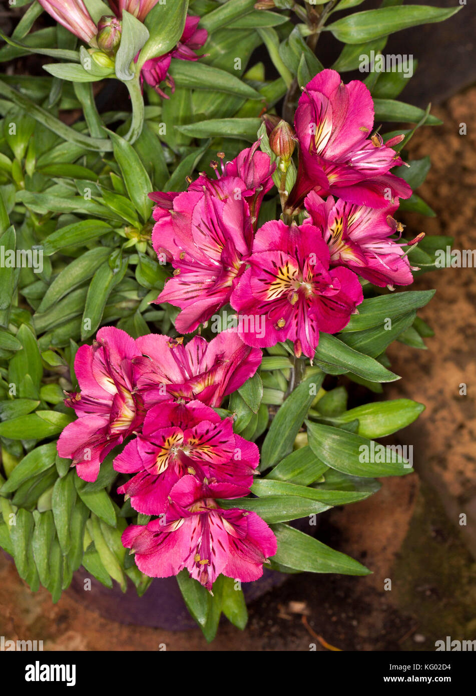 Cluster der schönen Magenta rot Blumen von Alstroemeria 'Louise', Prinzessin/peruanischen Lily, auf dem Hintergrund der glänzend grüne Blätter Stockfoto Cluster der schönen Magenta rot Blumen von Alstroemeria 'Louise', Prinzessin/peruanischen Lily, auf dem Hintergrund der glänzend grüne Blätter Stockfoto