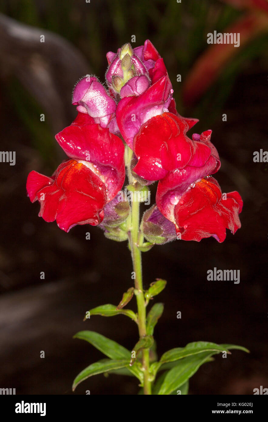 Leuchtend roten Blüten der jährlichen Snapdragon, Antirrhinum majus, auf dunklem Hintergrund Stockfoto