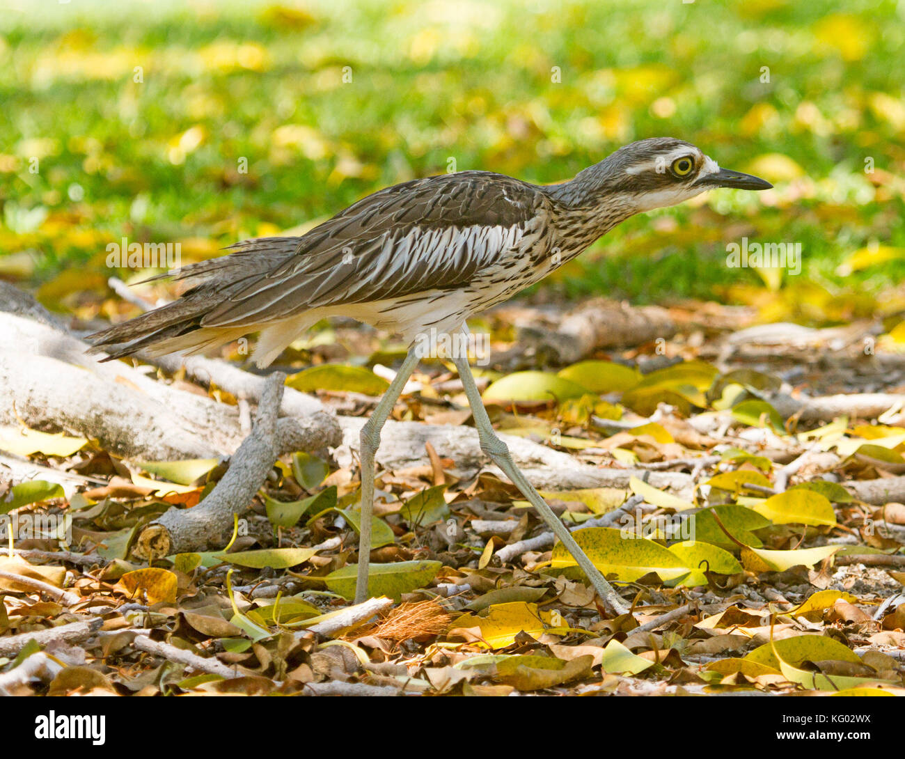 Australische bush Stein - brachvögel, Burhinus grallarius, Bush mit dickem Knie, schreiten über & getarnt gegen Laub der Wälder Stockfoto