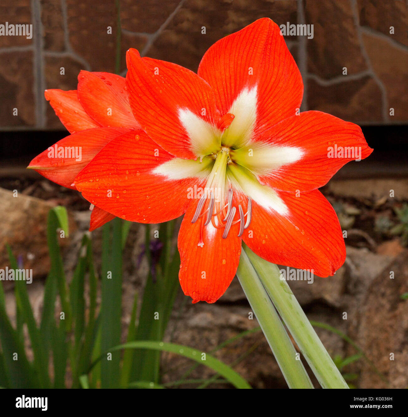 Große vivid orange/rote Blume mit weißen, sternförmigen Zentrum von Hippeastrum gegen den dunklen Hintergrund Stockfoto