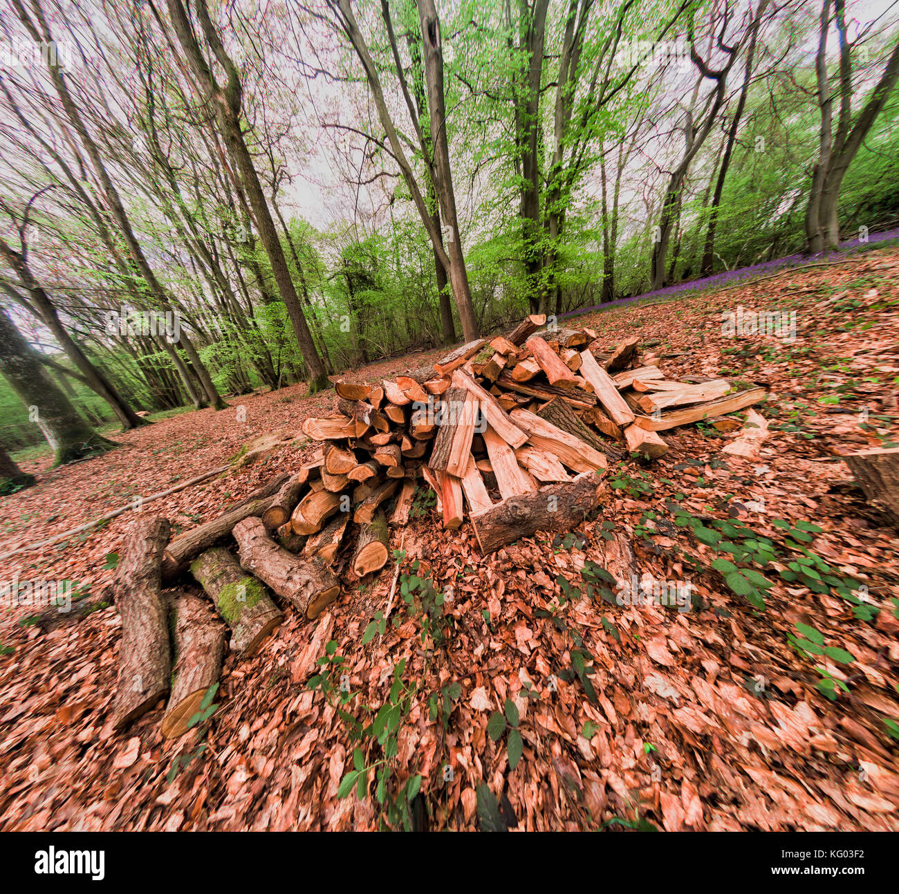 Woodpile für Kohle-Produktion in Bluebell Holz, Wakehurst, Surrey, England Stockfoto